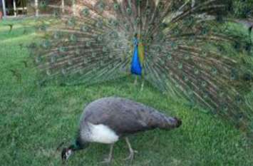 motivational inspiration story of a peacock संकट की घड़ी में मित्र से बड़ा शुभचिंतक कोई नहीं, पढ़िए मोर—मोरनी की यह कहानी