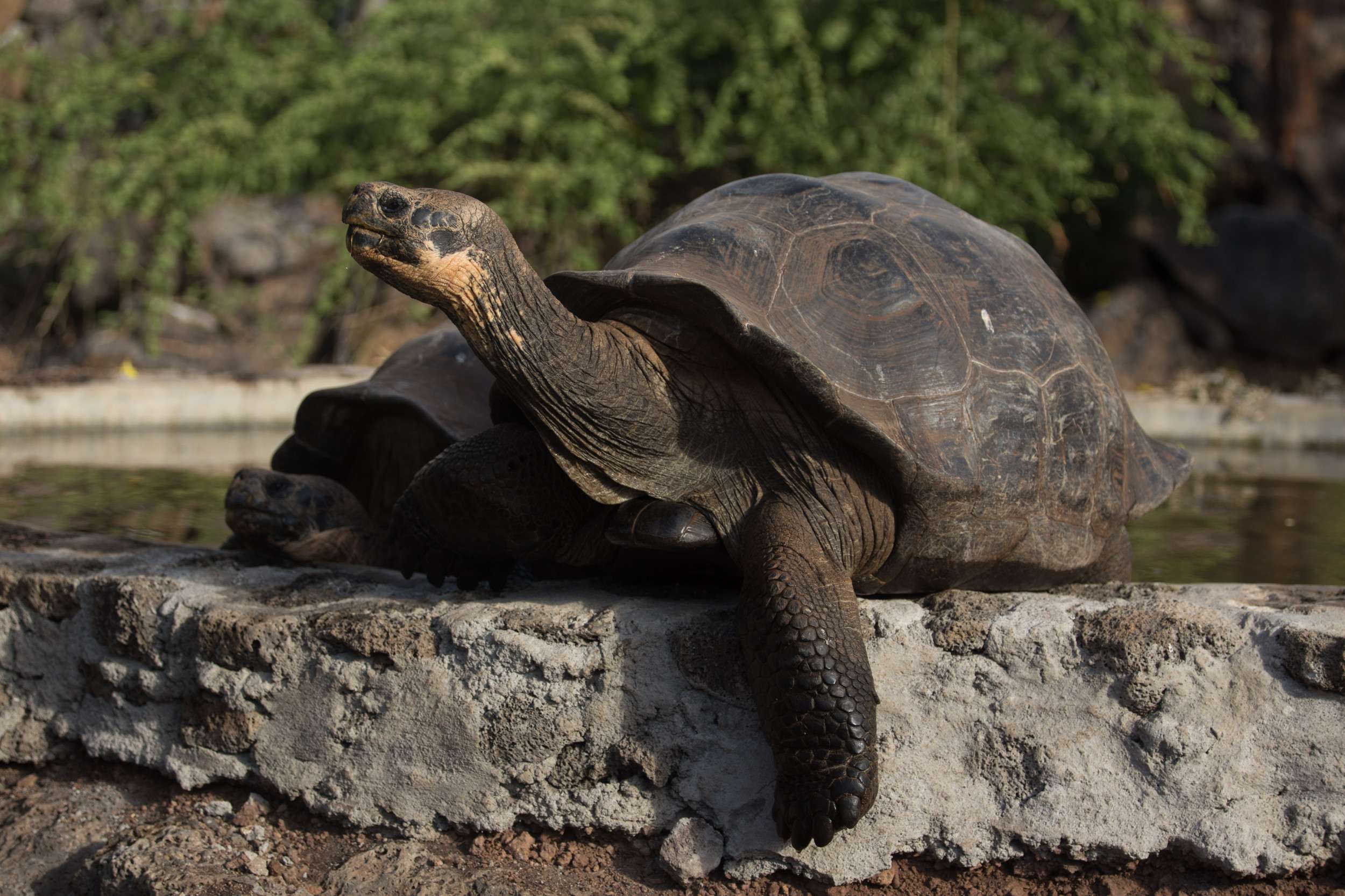 tortoise.jpg