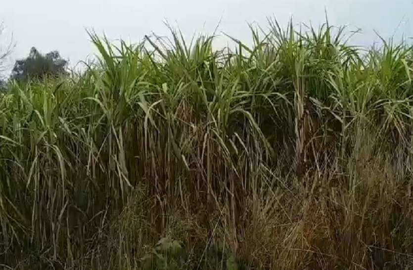 गन्ना किसानों का 75 करोड़ दबाए बैठी है चीनी मिल, परेशान हैं किसान गन्ना किसानों का 75 करोड़ दबाए बैठी है चीनी मिल, परेशान हैं किसान