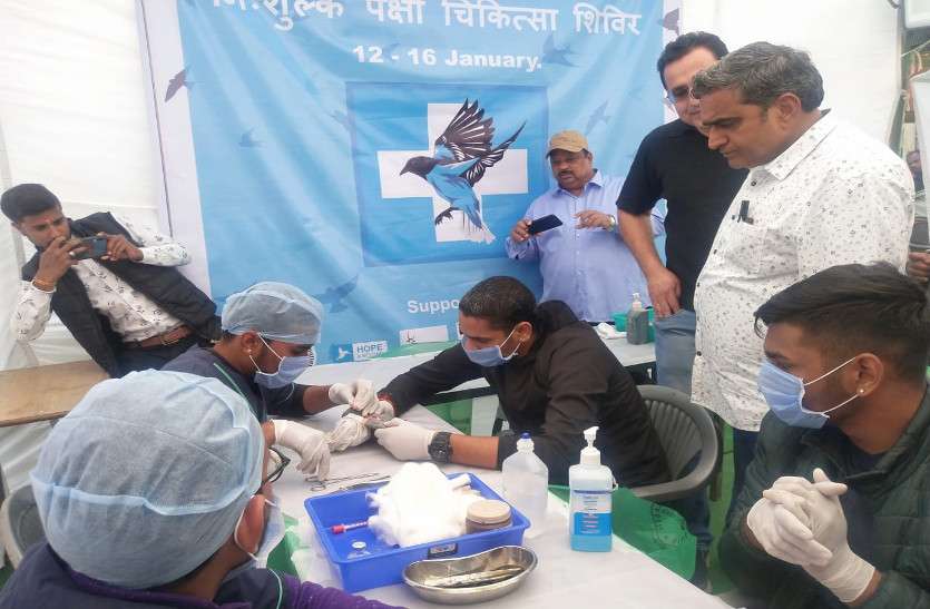 kite-festival-animal-husbandry-department-injured-birds-makar-sankrant पतंगबाजी से आए जख्म, पक्षियों का किया उपचार