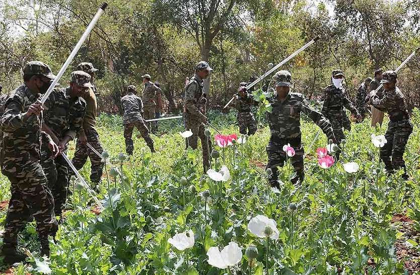 अतिनक्सल क्षेत्र से पुलिस ने 15 एकड़ अफीम की खेती नष्ट की अतिनक्सल क्षेत्र से पुलिस ने 15 एकड़ अफीम की खेती नष्ट की