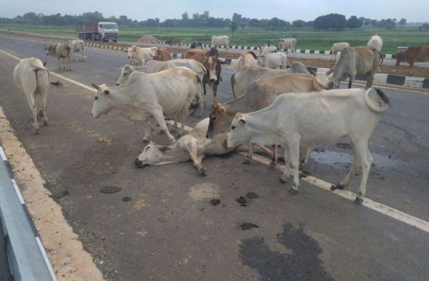 Cattle dying on the highway हाइवे पर दम तोड़ रहे मवेशी, टोल कंपनियों का केवल वसूली पर ध्यान
