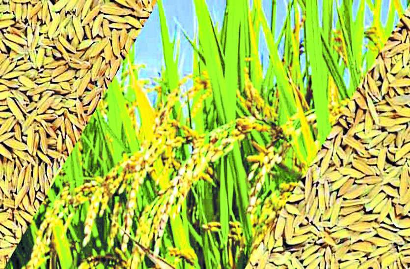 agricultural-scientists-nutrient-content-food-indian-rice-research नई किस्म का चावल कुपोषण करेगा दूर