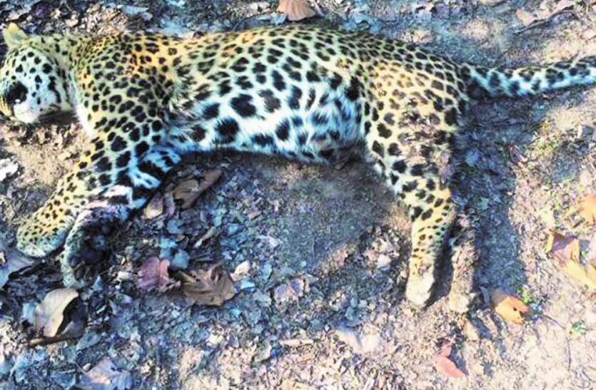 Sidhi Tiger and leopard fight: Leopard dies in battle of supremacy बंदर का शिकार करने के लिए बाघ और तेंदुए में हुई आपसी लड़ाई, वर्चस्व की जंग में तेंदुए की मौत