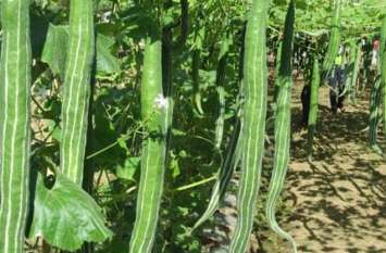 Sahajan Farming In Bihar Farming : बिहार में अब सहजन की खेती को विस्तार