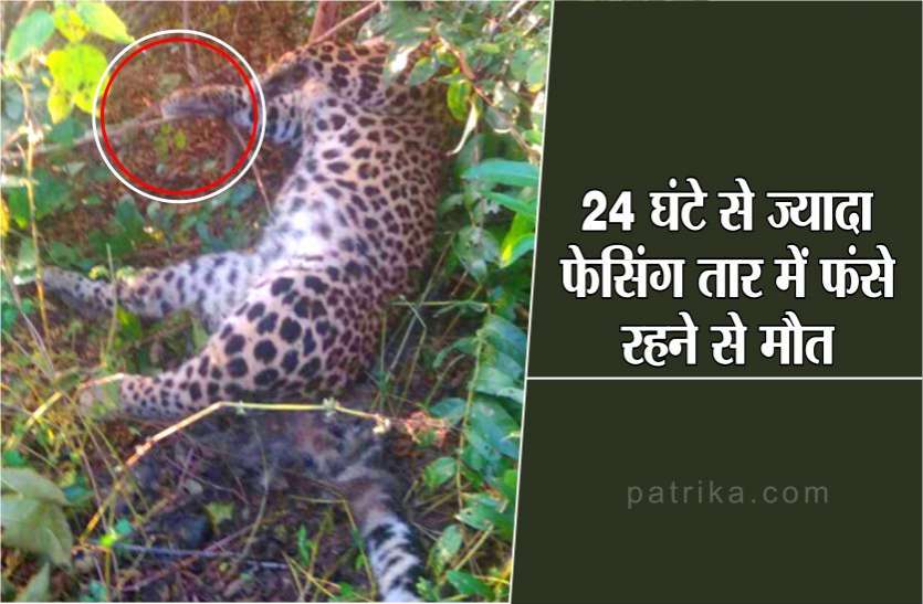 Panna Leopard hunt: leopard dies again in Panna forest division शिकारियों के बिछाए जाल में फंसा तेंदुआ, 24 घंटे से ज्यादा फेसिंग तार में फंसे रहने से मौत