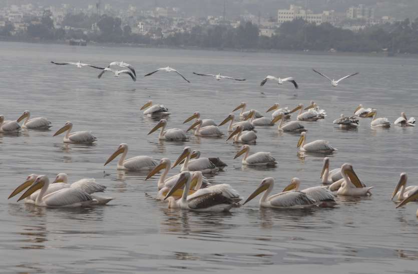 patrika bird fair Patrika Bird Fair: देशी-विदेशी परिंदों को देखना है तो आइए अजमेर