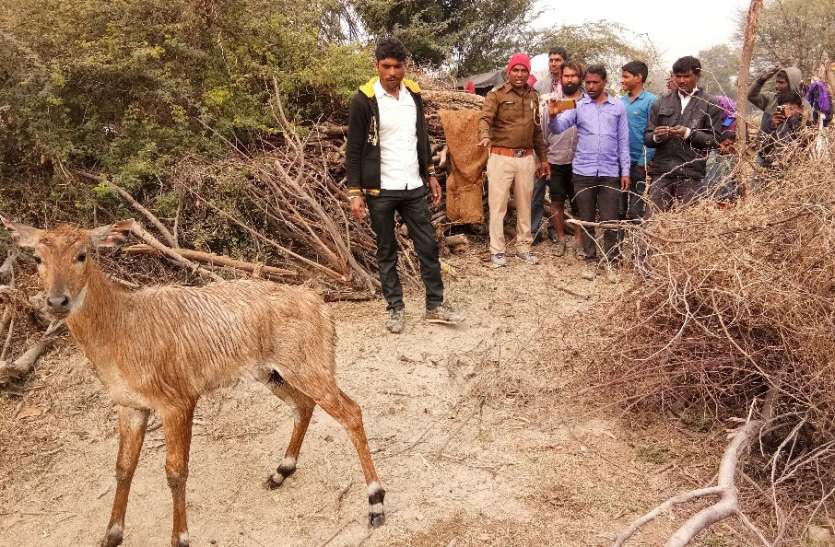 कुएं में गिरी नीलगाय को बाहर निकाला कुएं में गिरी नीलगाय को बाहर निकाला