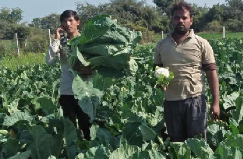 गोभी के बम्पर उत्पादन से किसान सांसत में गोभी की बम्फर पैदावार, दामों में गिरावट से किसान सांसत मे