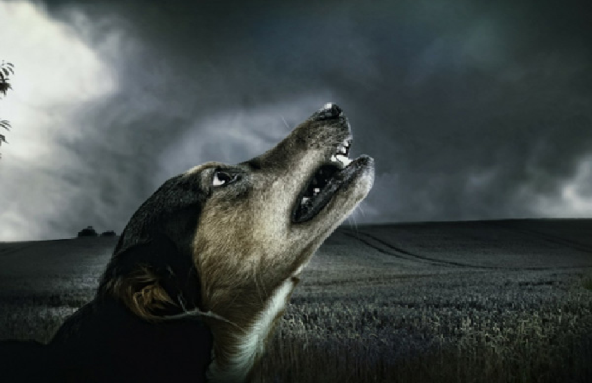 dog1.png