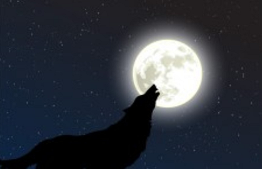 dog2.png