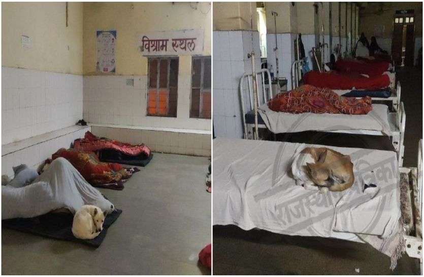 Dogs In Alwar General Hospital And Bharatpur Medical College भरतपुर के बाद अब प्रदेश के इस बड़े अस्पताल पर भी श्वानों का कब्जा, मरीज झेल रहे दोहरी परेशानी