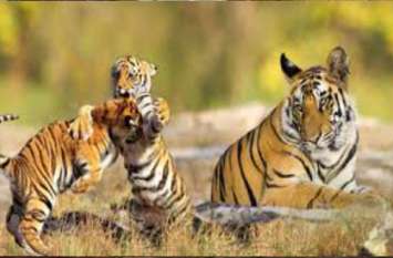 motivational inspiration story of a Wild animals ईमानदारी की होती है सदैव जीत, पढ़िए जंगल के जानवरों की यह छोटी सी कहानी