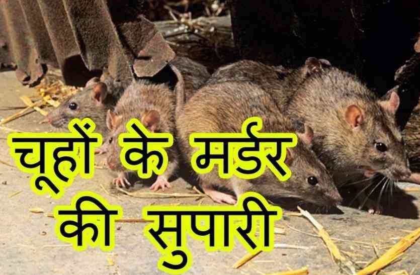 300 bills of rats in the hospital called for trouble to agriculture department अस्पताल में चूहों के 300 बिल से परेशानी तो बुलाया कृषि विभाग को