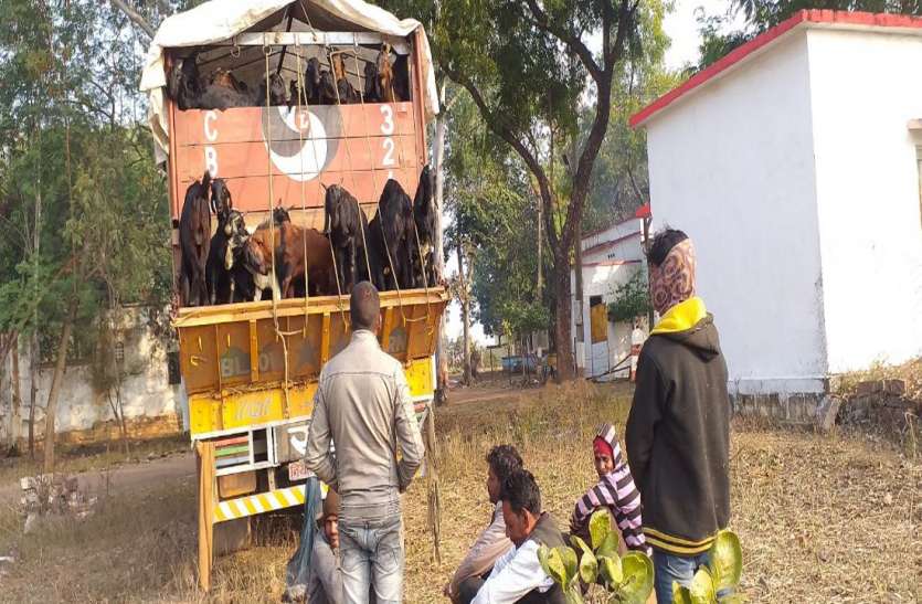 आमा मोड के पास बकरियों का अवैध परिवहन कर रहा एक ट्रक जब्त एक ट्रक में लोड थीं 270 बकरियां , ट्रक जब्त