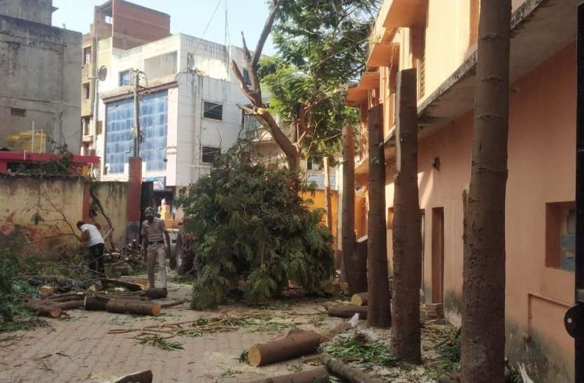 , अमित शाह के कार्यक्रम के लिए पेड़ों की बलि