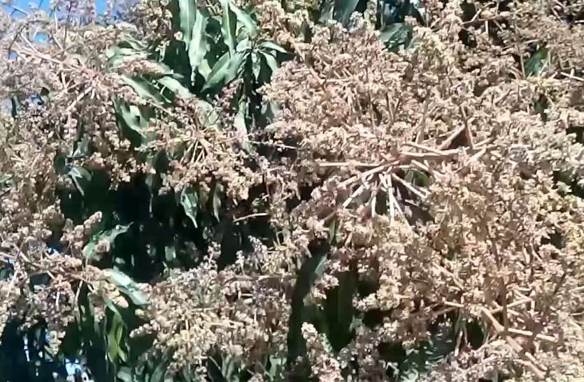 फलों का राजा आम आदमी से हो सकता दूर, आम के बौर पर सर्दी का असर फलों का राजा आम आदमी से हो सकता दूर, आम के बौर पर सर्दी का असर