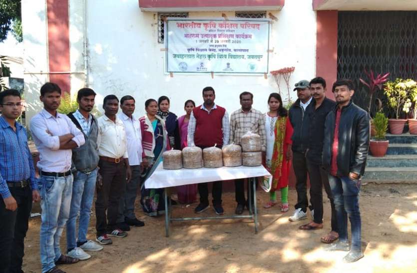 मशरूम उत्पादन से मिलता है युवाओं को रोजगार मशरूम उत्पादन से मिलता है युवाओं को रोजगार