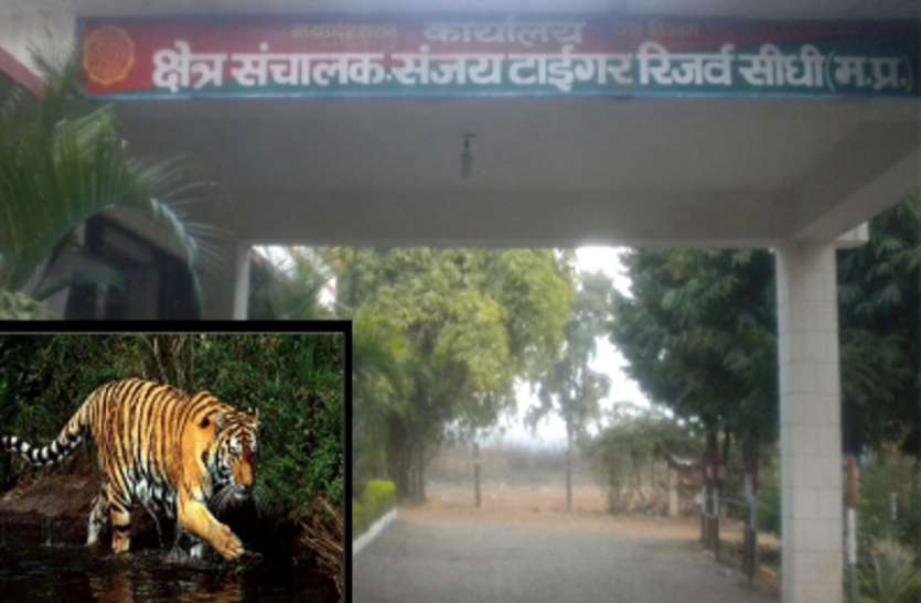 Forest department officials cremated leopard in Sanjay Tiger Reserve Sanjay Tiger Reserve: दो दिन पहले ही हो चुकी थी तेंदुए की मौत, वन अमले ने किया अंतिम संस्कार