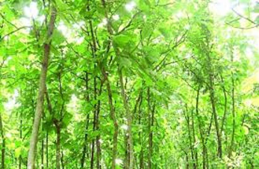 bio-diversity-scholarship-rajasthan-state-biodiversity-board-dst जैवविविधता पर रिसर्च के लिए मिलेगी छात्रवृत्ति