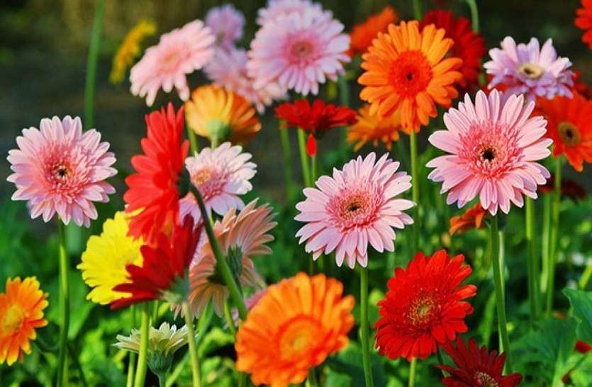 chrysanthemum-farming-flowers-varieties-of-flowers-floriculture किसानों को भाने लगी मल्टीकलर के इस पौधे की खेती