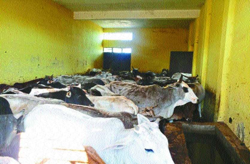 this Kanji house Cattle twice the capacity, death due to suffocation इस कांजी हाउस में क्षमता से दोगुने मवेशी, दम घुटने से हो रही मौत