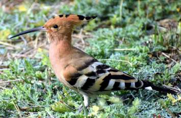 Common hupu Birds found in India and Burma खतरा भांपकर खोल देता है कलंगी