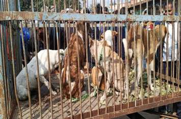 Dogs In Alwar General Hospital पत्रिका में खबर छपी तो जागी नगर परिषद, सामान्य अस्पताल से पकड़े श्वान, अस्पताल प्रशासन भी हरकत में आया