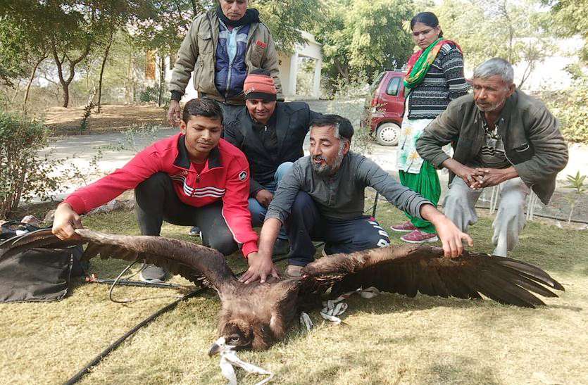 राजस्थान के इस गांव में मिला दूसरे देश का विशालकाय पक्षी, लोगों में मचा हडक़ंप राजस्थान के इस गांव में मिला दूसरे देश का विशालकाय पक्षी, लोगों में मचा हड़कंप