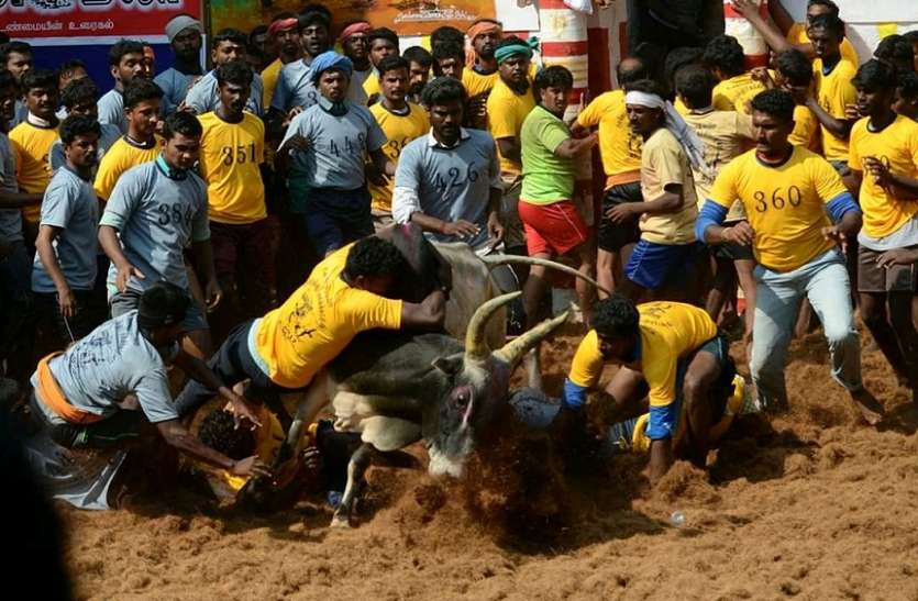 जल्लीकट्टू हिन्दुओं का खेल जल्लीकट्टू हिन्दुओं का खेल