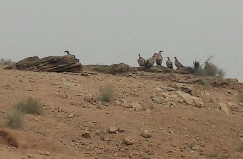 Rare variety of white vulture Be seen in jaisalmer दिखे सफेद गिद्ध,कर रहे स्वच्छंद विचरण