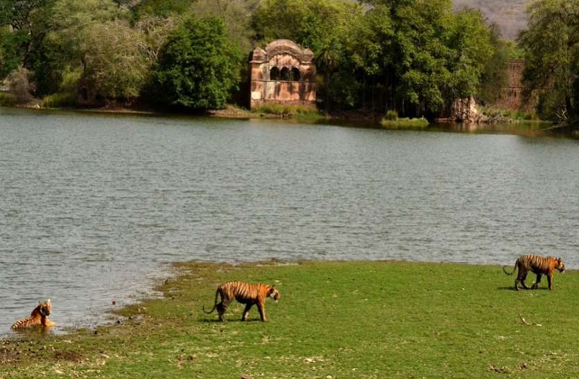 mukundra-hill-tiger-reserve.jpg उद्योग व होटल के 500 करोड़ के निवेश के प्रस्तावों को मिलेगी हरी झण्डी