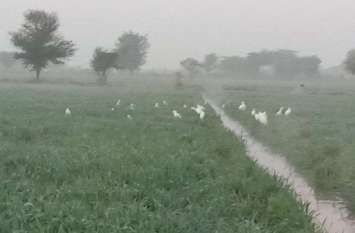 mavath in Hadoti crops fog and clouds increase melting Weather update अलर्ट ! मौसम के बदले मिजाज से मावठ,फसलों में पाले की आशंका,बारिश ने छुड़ाई धूजणी