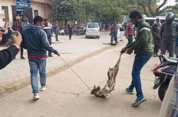 dog in alwar government hospital अलवर सामान्य चिकित्सालय में बैड पर सोता श्वान की पत्रिका में खबर छपी तो चिकित्सालय से पकड़े श्वान,देखे तस्वीरें