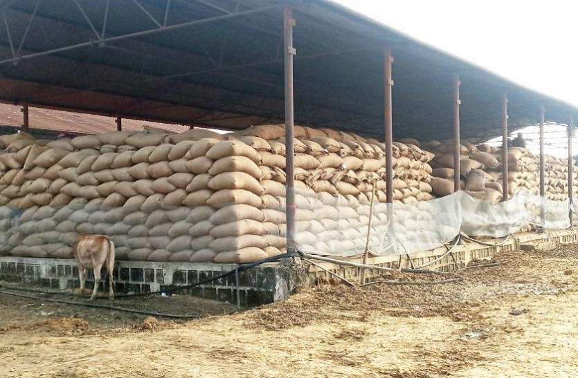 Singrauli Collector banned outside paddy at procurement centers खरीद केंद्रों में पहुंची बाहर की धान तो नपेंगे जिम्मेदार अधिकारी