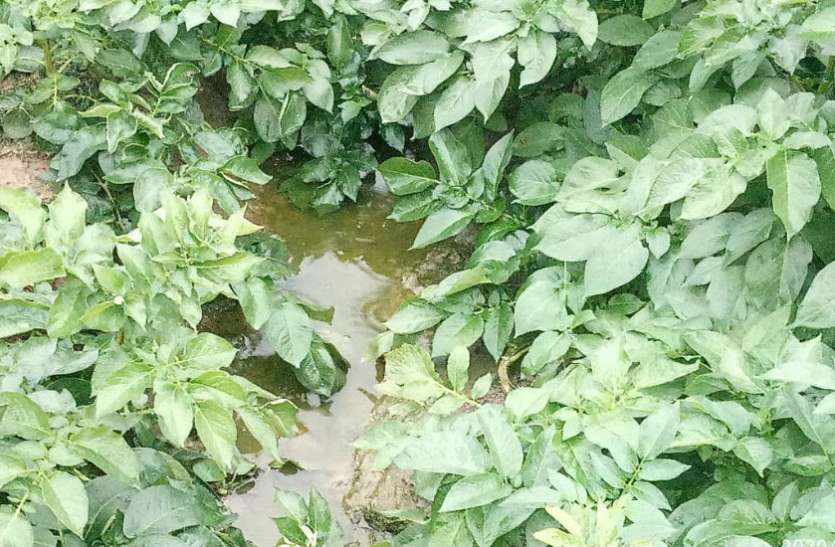 Potato तेज बारिश और ओलों से ठंडा हुआ मौसम, बारिश में भीगते हुए स्कूल पहुंचे बच्चे, किसानों की बढ़ी परेशानी
