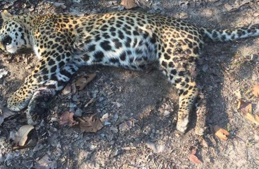 Leopard died two days ago, cremated दो दिन पहले हो चुकी थी तेंदुए की मौत, किया गया दाह संस्कार
