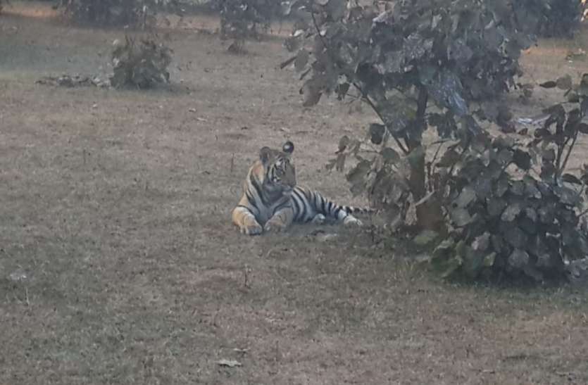 Safety of cubs poses challenge for officers amidst increasing incident शिकार की बढ़ती घटनाओं के बीच शावकों की सुरक्षा अफसरों के लिए बनी चुनौती