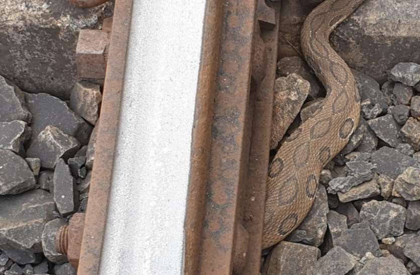 रेलवे पटरी के नीचे बैठा था रसेल वाइपर सांप सूचना थी अजगर मिला है, लेकिन पटरी के नीचे मिला कुछ ऐसा जिसे देख रह गए दंग