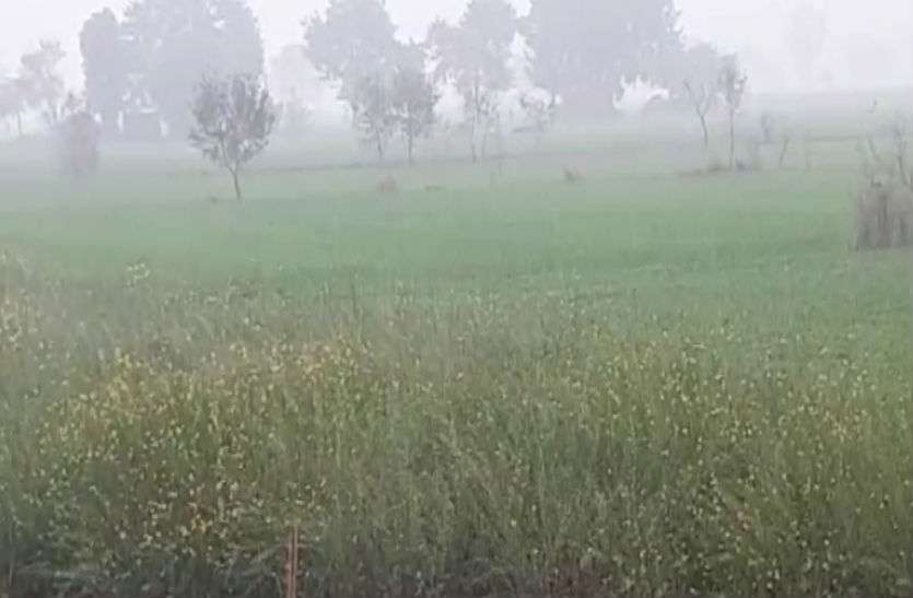 crop बेमौसम तेज बारिश व ओलों ने किसानों पर बरपाया कहर, फसलों को भारी नुकसान, बिस्तर की तरह खेतों में बिछीं, देखें वीडियो
