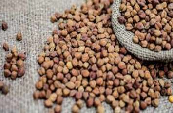 Rain and support prices increase the trend towards gram in bhilwara बारिश व समर्थन मूल्य ने बढ़ाया चने के प्रति रुझान