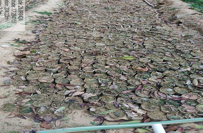 कुदरत की मार: पाला ने उजाड़ दी नर्सरी... कुदरत की मार: पाला ने उजाड़ दी नर्सरी...