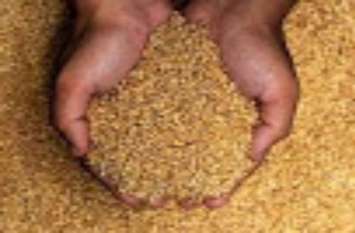 Allergies to wheat growing in children जाने कैसे गेंहू दे रहा बच्चो को बीमारी, बच्चो में बढ़ रही गेहूं से एलर्जी