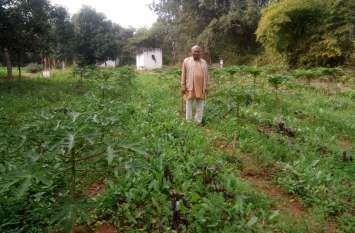 Increased income from interculture farming with papaya and lemon पपीता व नीबू के साथ अंतरवर्ती खेती से बढ़ाई आमदनी, देखें वीडियो