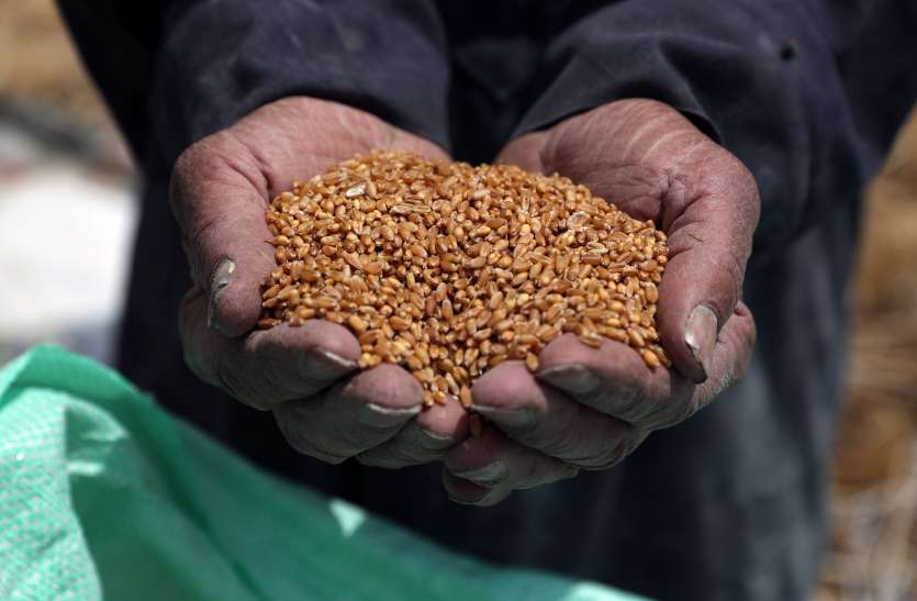 wheat_production.jpg गेहूं का रकबा 330 लाख हेक्टेयर के पार, रिकॉर्ड उत्पादन की उम्मीद