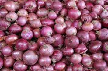 How much more will farmers wait for onion bonus प्याज के बोनस के लिए और कितना इंतजार करेंगे किसान