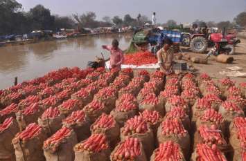 Demand for sweet and ruddy Ganganagari carrots increased in Odisha and उत्तरी भारत सहित उडि़सा व पश्चिम बंगाल में बढ़ी मीठी व सुर्ख गंगानगरी गाजर की मांग