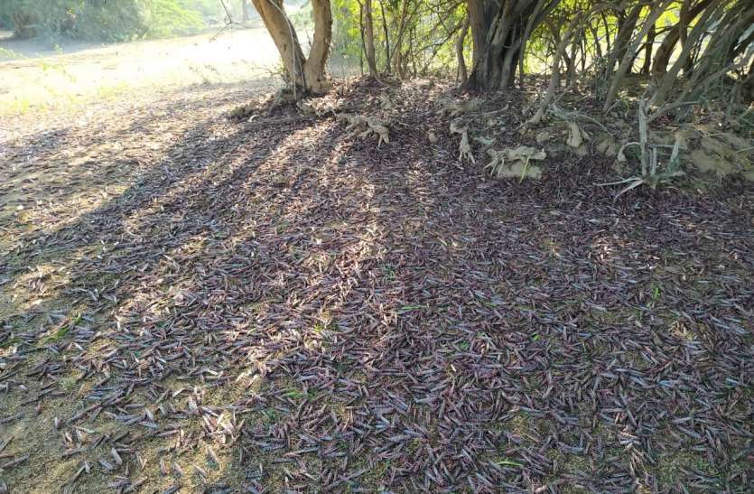 बनासकांठा में टिड्डी दल फिर सक्रिय बनासकांठा में टिड्डी दल फिर सक्रिय