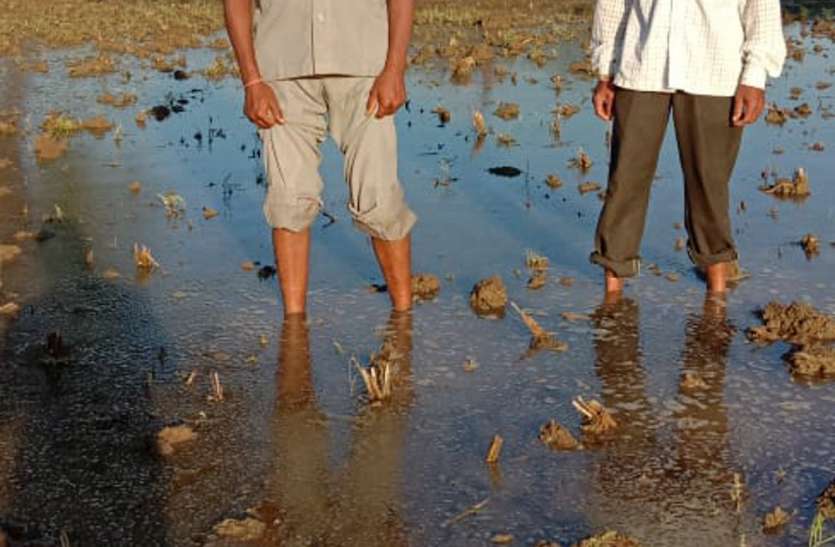 बेमौसम बारिश से रबी फसलों को भारी नुकसान बेमौसम बारिश से रबी फसलों को भारी नुकसान