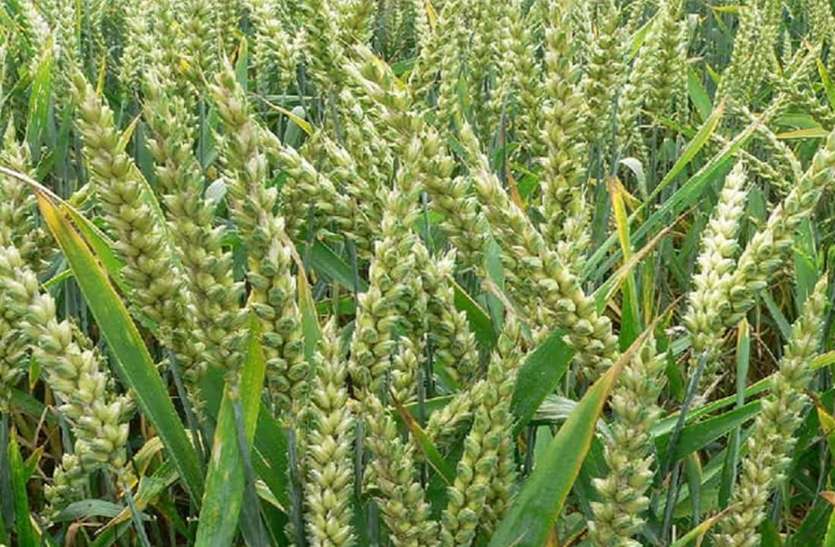 Rabi crops come to life after the rain of Mavath मावठ की वर्षा के बाद रबी फसलों मे जान आई